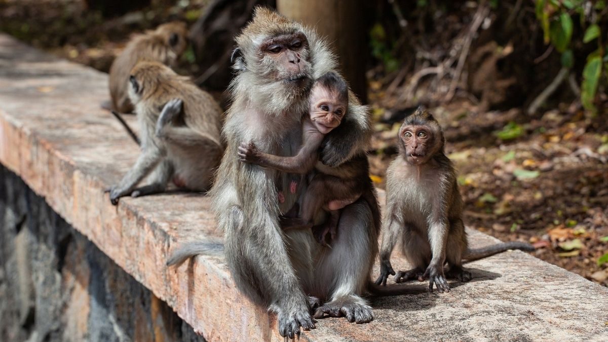 Monkeys Blamed For Hundreds of Puppy Deaths Captured in India